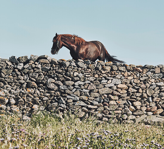 Horseriding